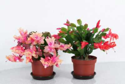 Зигокактус или цветок декабрист: уход в домашних условиях за растением с яркими красками, пышной зеленью и эффектным цветением