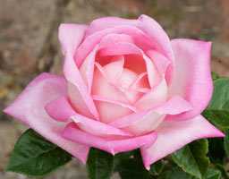 Розы какой окраски издают самый сильный запах — сад и огород
