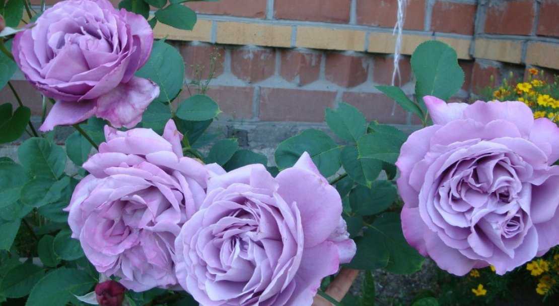 Роза индиголетта плетистая посадка и уход | комнатные цветы