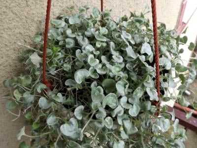 Выращивание ампельной дихондры из семян: нюансы, когда можно посадить растение на рассаду, сроки Способы ухода, пересадка в грунт