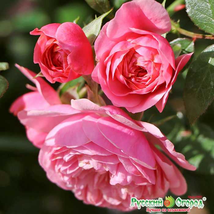 Роза лавиния (lawinia) — описание популярного цветка