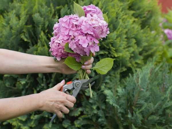 Чем подкормить гортензию для пышного цветения: лучшие удобрения и инструкции к ним