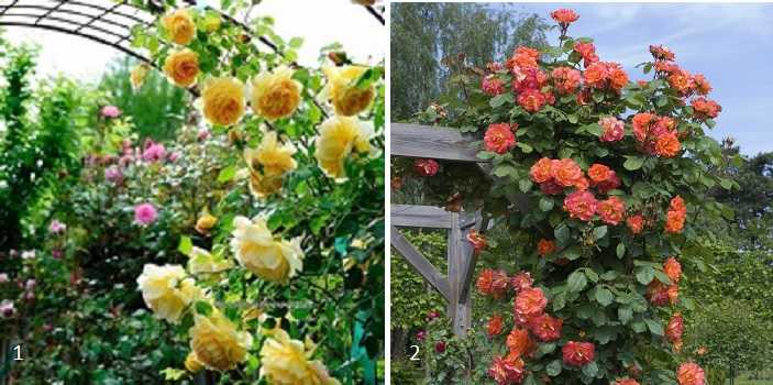 Особенности выращивания розы морщинистой на даче: от выбора сорта до дизайна участка