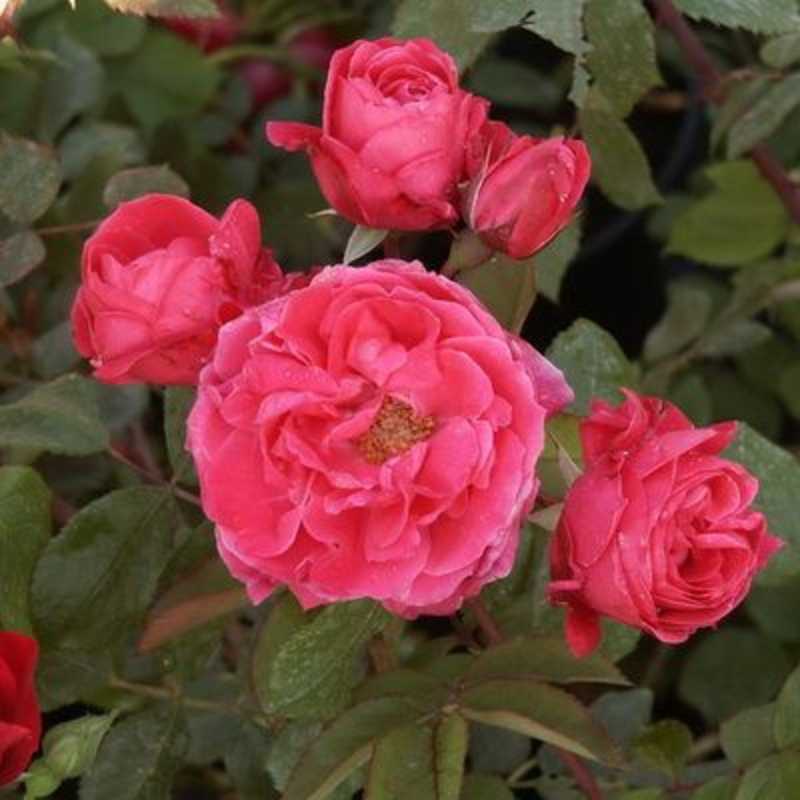 Роза парковая:выращивание и уход в открытом грунте.