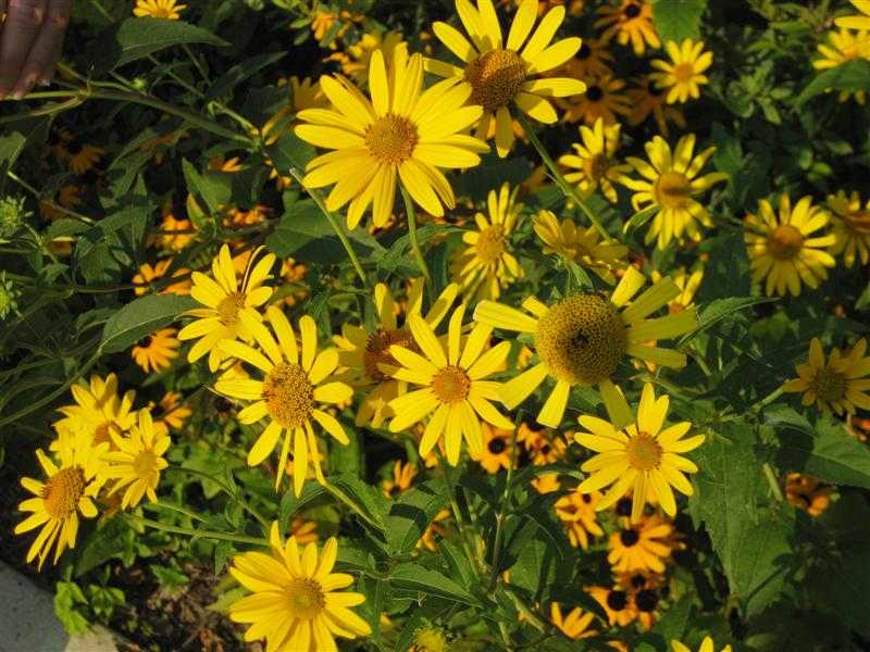 Цветок гелиопсис: основные моменты посадки и выращивания, виды