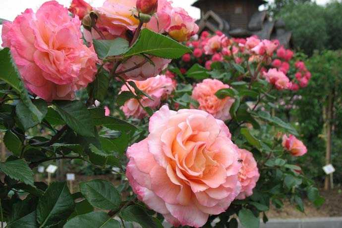 Описание розы августа луиза с фото и отзывами садоводов