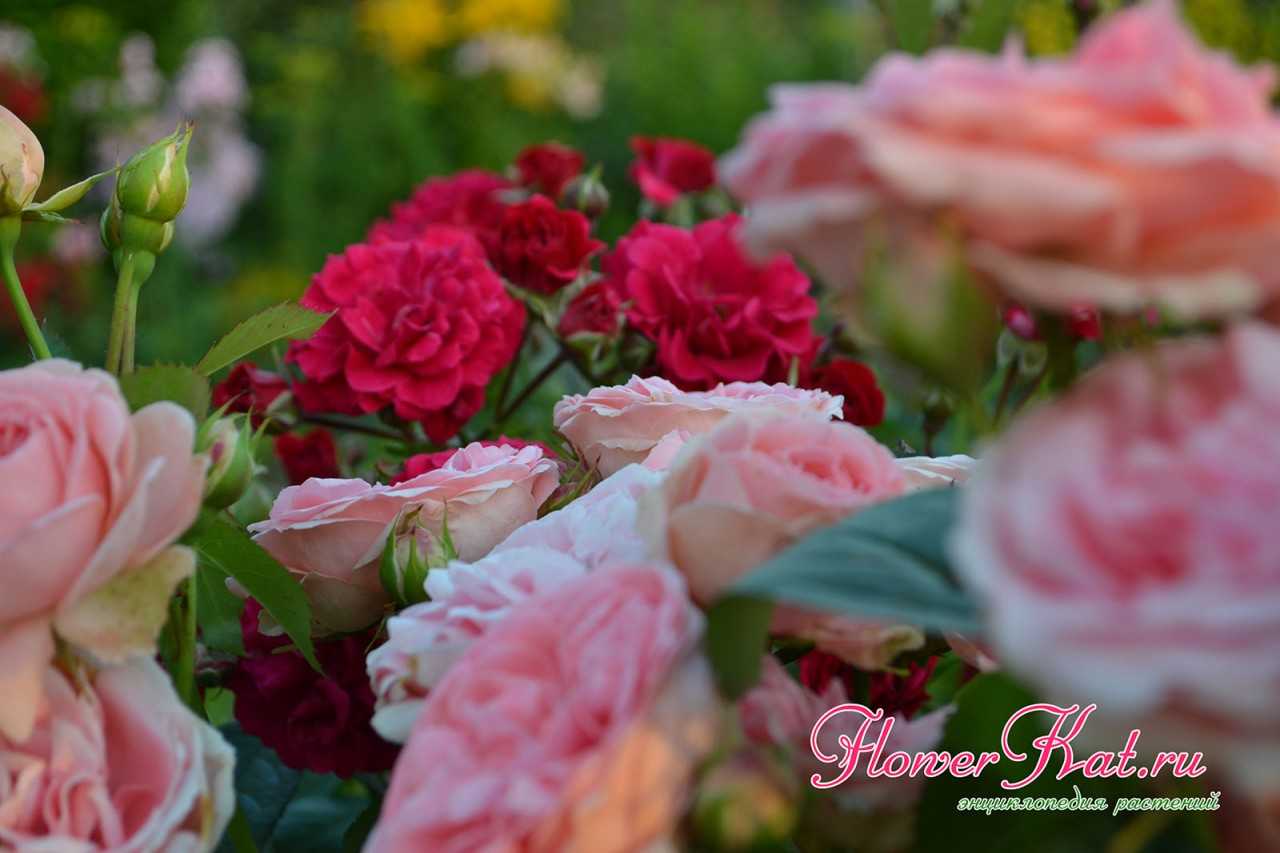 Роза кимоно фото и описание отзывы | комнатные цветы