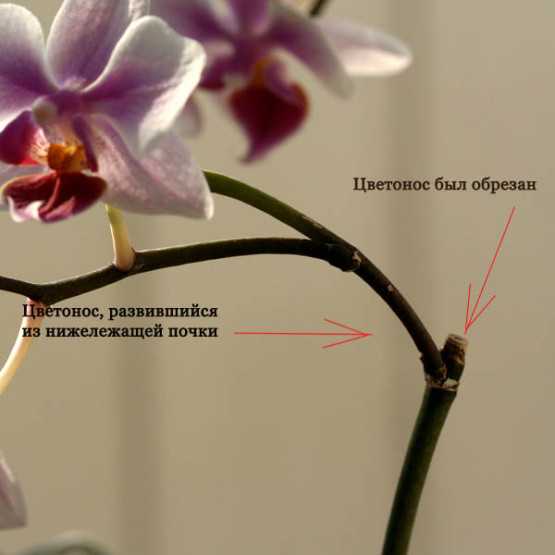 Орхидея каттлея: варианты ухода в домашних условиях и способы размножения