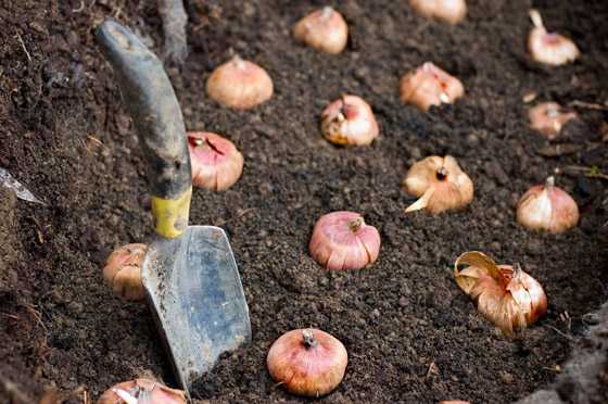 Гладиолусы: когда выкапывать и как хранить Нужно ли выкапывать луковицы гладиолусов Обеззараживание посадочного материала и хранение