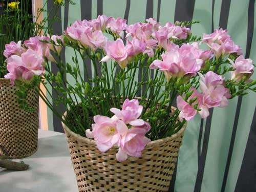 Луковичный цветок фрезия: описание и характеристика, выращивание и уход за культурой дома и в саду