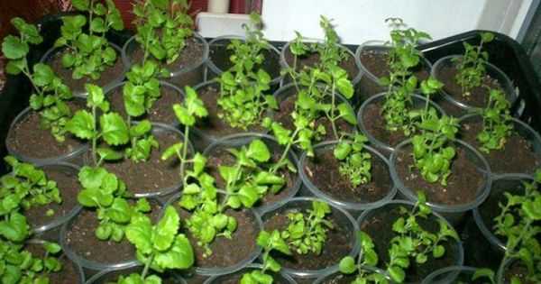 ✅ остеоспермум выращивание из семян когда сажать - питомник46.рф