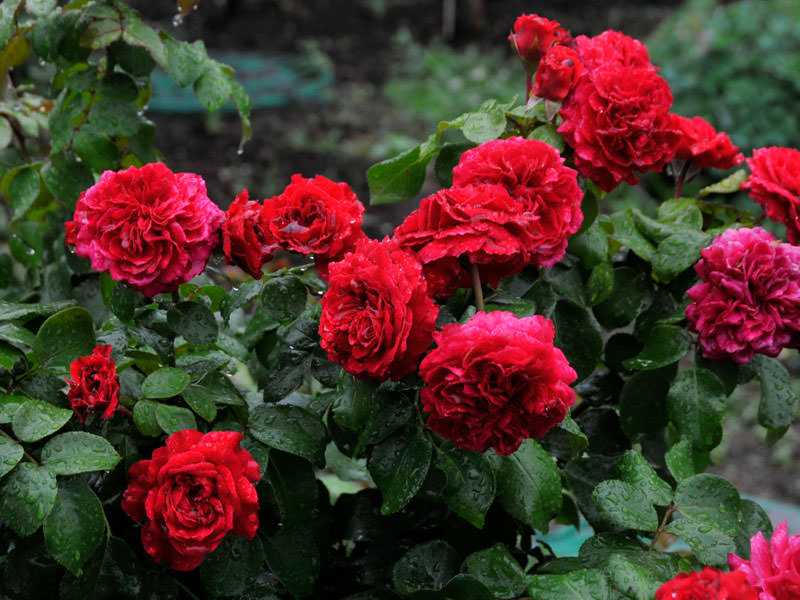 Описание и характеристика розы сорта леонардо да винчи, посадка и уход