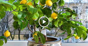 Как вырастить лимон из косточки в домашних условиях - всаду.ру