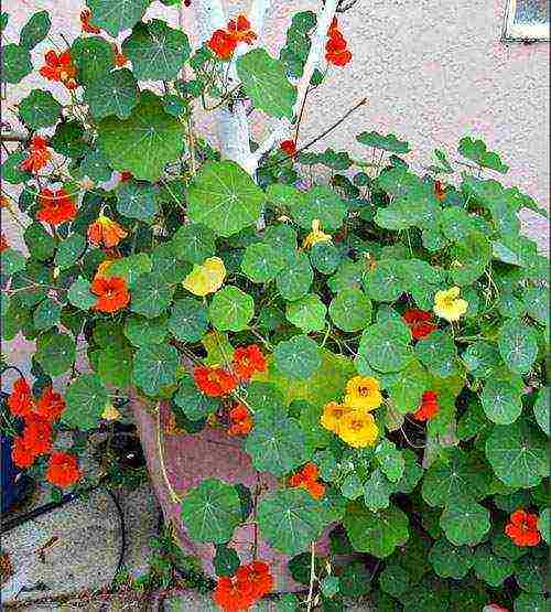 Цветок настурция: посадка и уход в открытом грунте, фото настурции, выращивание настурции из семян