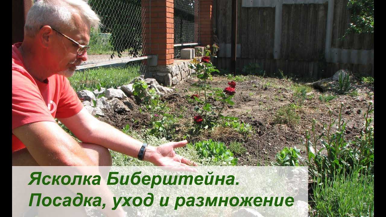 Ясколка — «балканский многолетник»: посадка, выращивание и уход