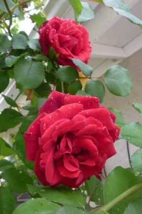 Плетистая роза симпатия: особенности выращивания