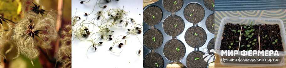 Выращивание клематисов. советы для сибири - дачный цветник