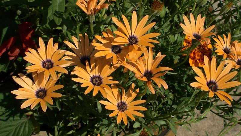 Африканский цветок диморфотека: посадка и уход, фото и размножение красивого декоративного однолетника