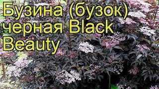 Бузина черная блэк бьюти (black beauty): описание и характеристика сорта, фото, отзывы, зимостойкость