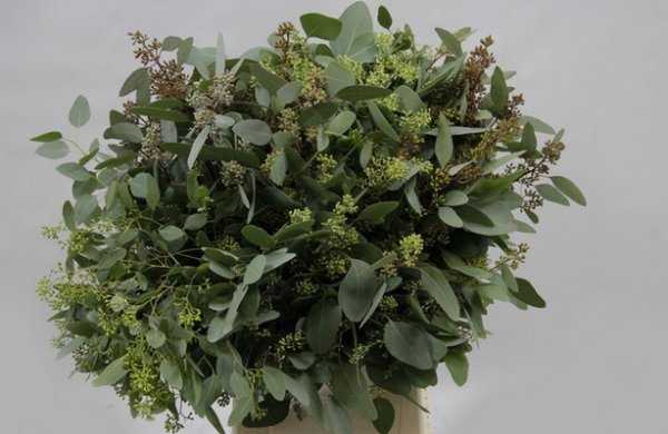 Эвкалипт – растение семейства миртовые