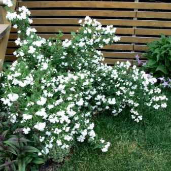 Как посадить и ухаживать за чубушником вирджинал в открытом грунте: полив, удобрение