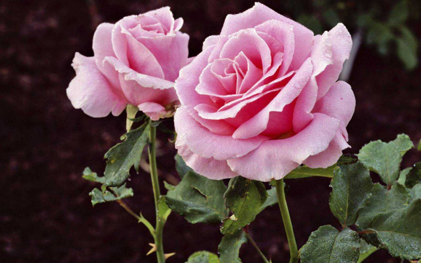 Пересадка роз осенью на другое место – опасно или полезно? используем вековые традиции садоводства при пересадке роз в осеннее время