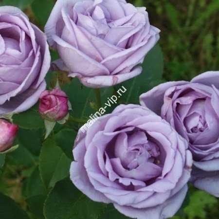 Плетистая роза «индиголетта» (23 фото): описание сорта, особенности посадки и ухода, отзывы