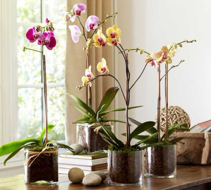 Орхидея фаленопсис: уход дома, пересадка, правильный полив, выращивание ванды и карликового вида selo.guru — интернет портал о сельском хозяйстве