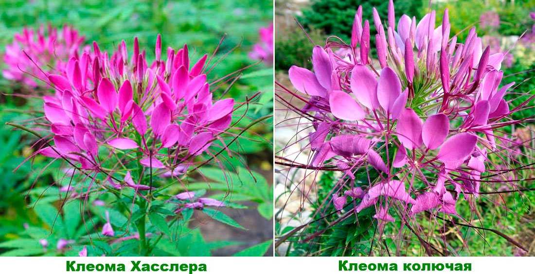 Клеома: выращивание из семян от посадки до цветения