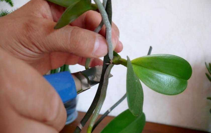 Как нарастить и отсадить детку орхидеи : способы, как отделить в домашних условия