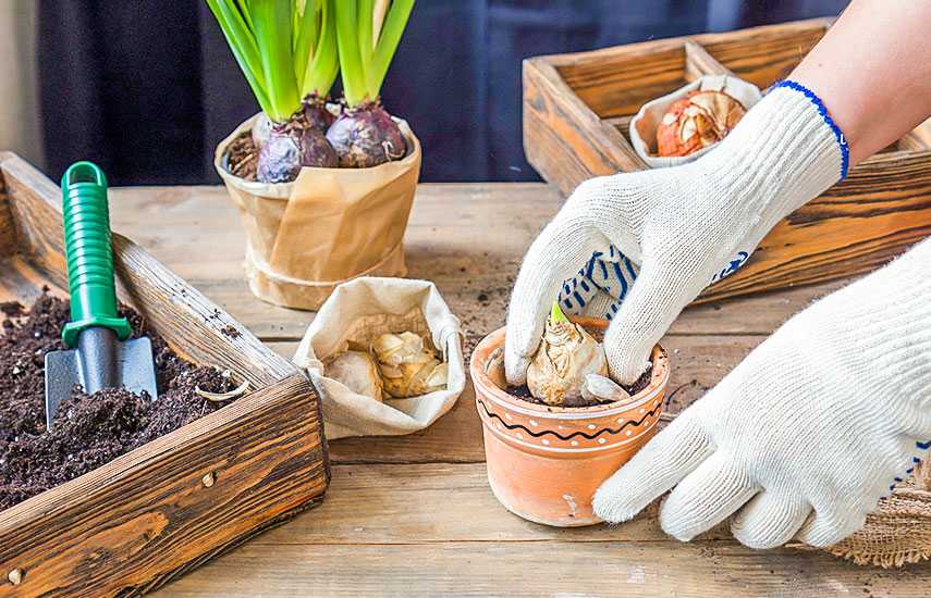 Как хранить луковицы гиацинтов: методы, советы