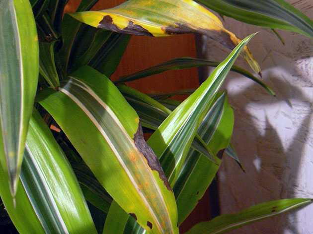 Болезни драцены и их лечение: почему у растения сохнут или желтеют кончики листьев, что делать с личинками вредителей и при других проблемах, фото