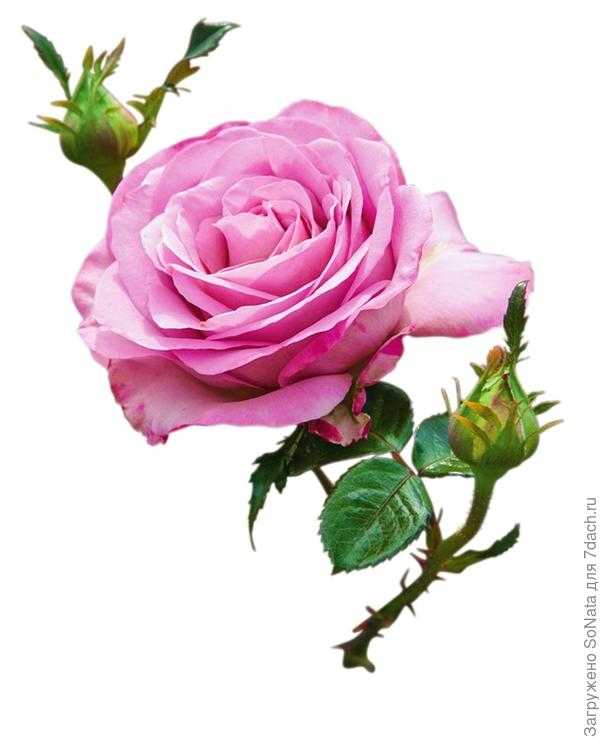 Комнатная (домашняя) роза: виды и сорта, 40 фото с названиями