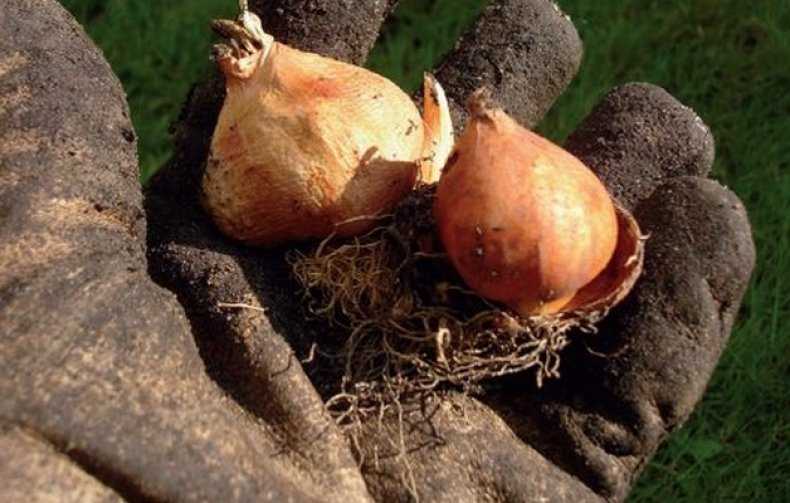 Как сохранить луковицы тюльпанов до весны: без посадки в домашних условиях, когда нужно сажать