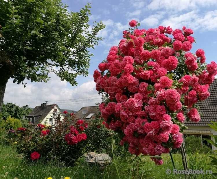 Изысканная и элегантная роза розариум ютерсен на даче: от посадки до дизайна