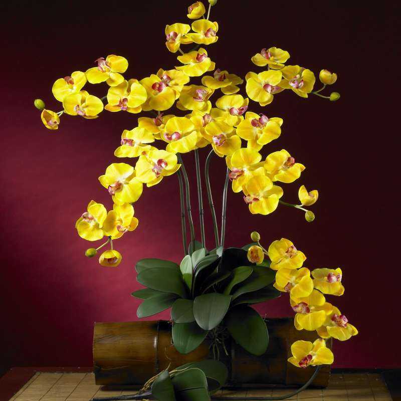 Орхидея фаленопсис (phalaenopsis). уход, цветение, размножение дома. | floplants. о комнатных растениях