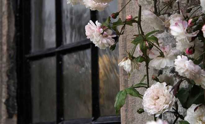 Клумба из многолетников непрерывного цветения, таблица видов со сроками цветения многолетников в саду | houzz россия