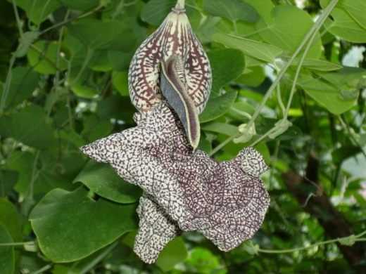 Кирказон фото лианы, описание растения, уход за цветком, выращивание