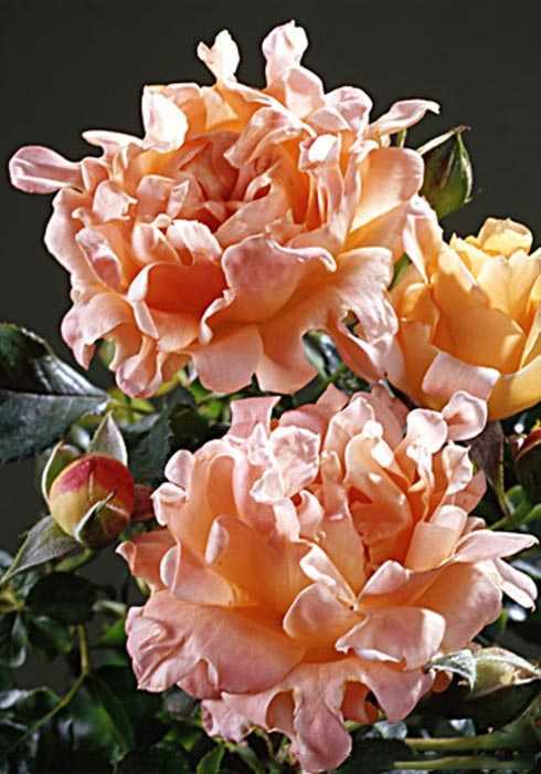 Роза флорибунда: выращивание и уход в открытом грунте. | растюнька