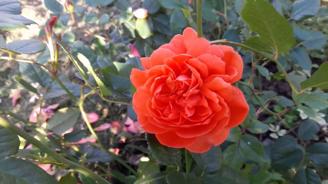 Lampion — миниатюрная роза разновидности флорибунда от немецких селекционеров tantau