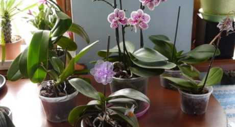 Голубые и синие орхидеи (40 фото): крашеные они или натуральные? бывает ли в природе синий фаленопсис? правила ухода в домашних условиях