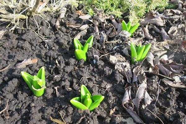Посадка гиацинтов весной в открытый грунт: выращивание, уход, сроки посадки