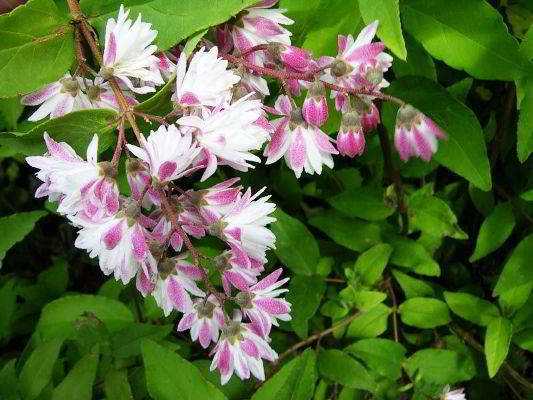 Когда цветет гортензия — период цветения, сколько времени она цветет