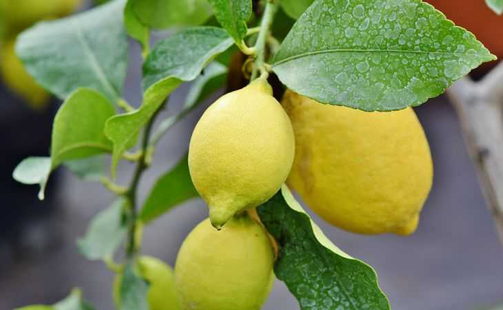 Как и когда проводят обрезку комнатных лимонов?