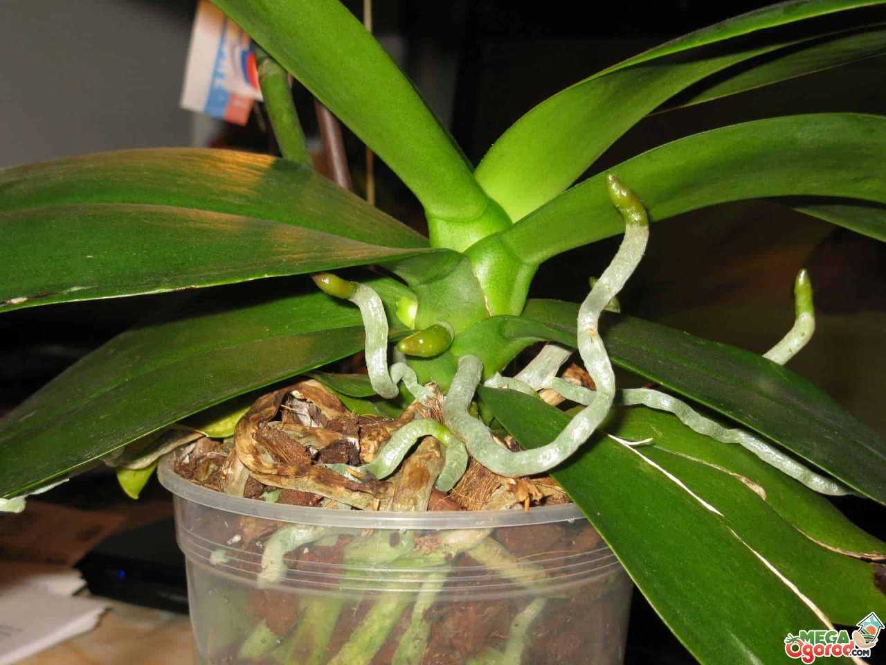 Как нарастить корни у орхидеи фаленопсис или ванда в домашних условиях над водой с помощью корнеобразователя и почему они не дают прирост: видео о быстрой стимуляции после пересадки