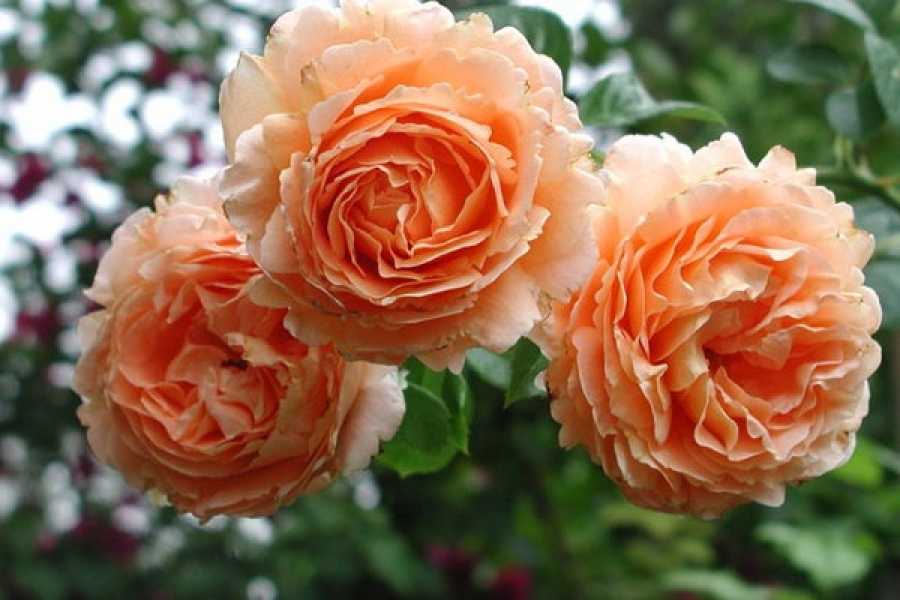 Розы в саду: выбор места и уход, особенности выращивания и подбор саженцев садового растения