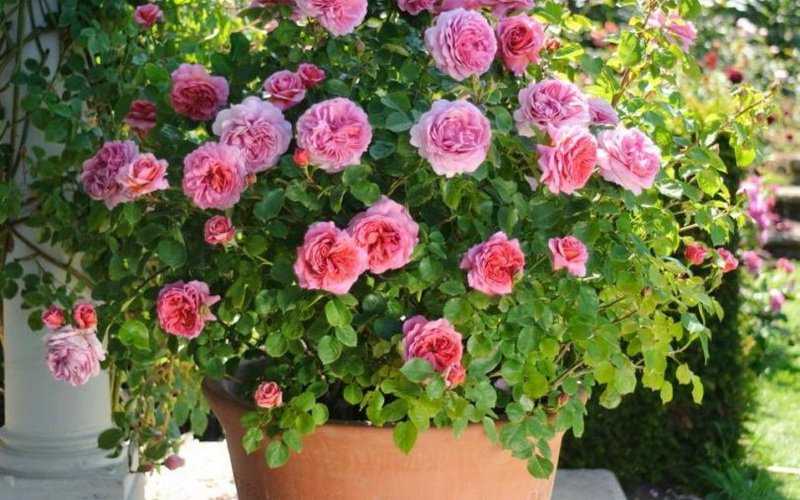 Карликовые розы: характеристика сортов, уход дома и в саду