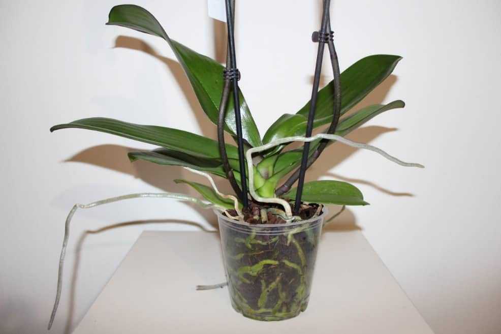 Тонкости пересадки орхидеи в другой горшок. нужно ли осуществлять полив растения и как это правильно делать?