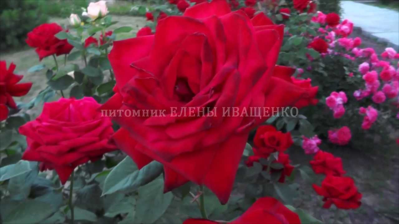 Роза гранд аморе фото и описание отзывы | комнатные цветы