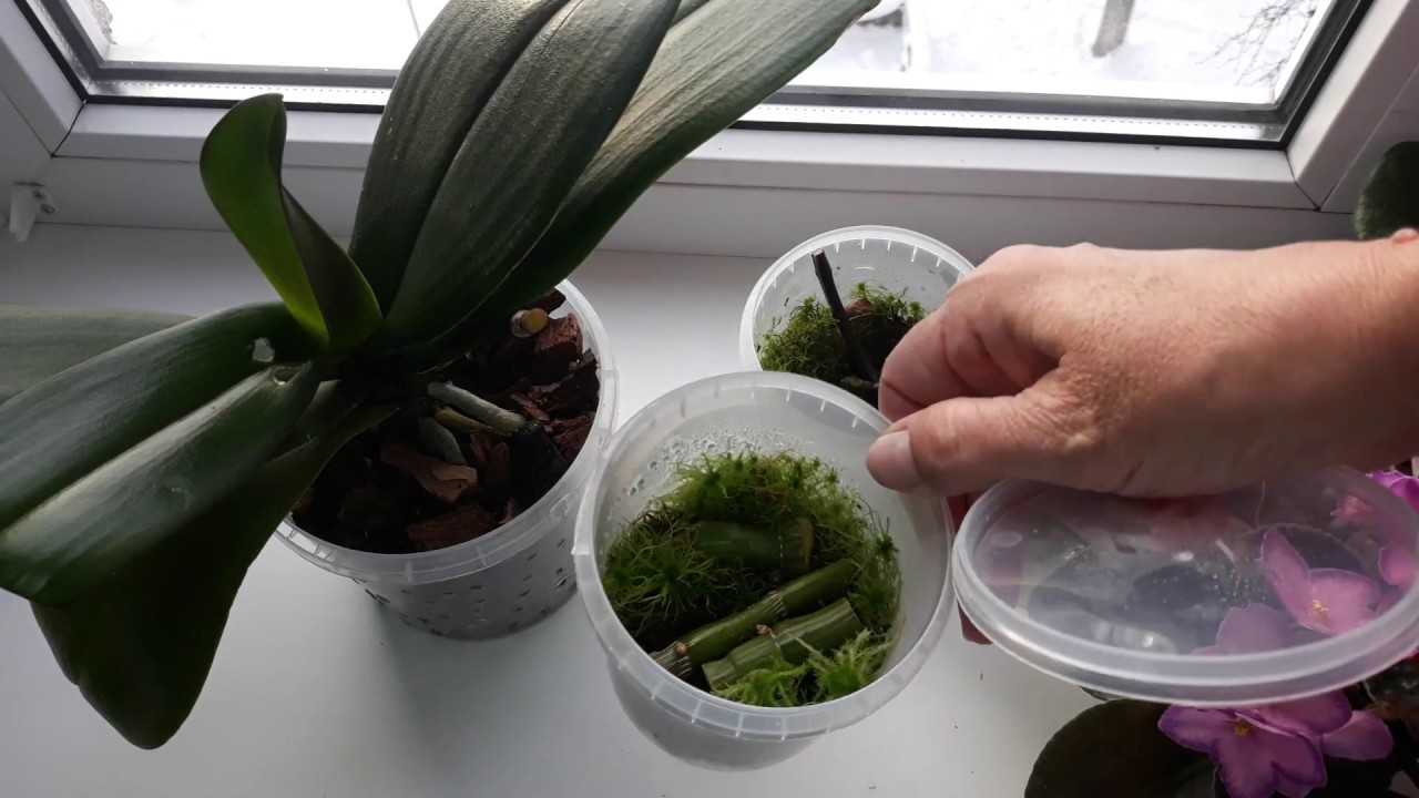 Как отсадить детку орхидеи от материнского растения в домашних условиях, последующий уход за маленьким растением
